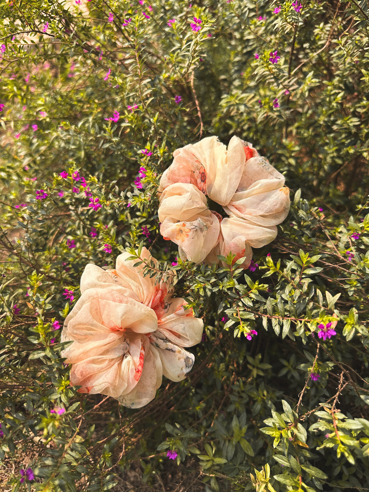 Apricot petals